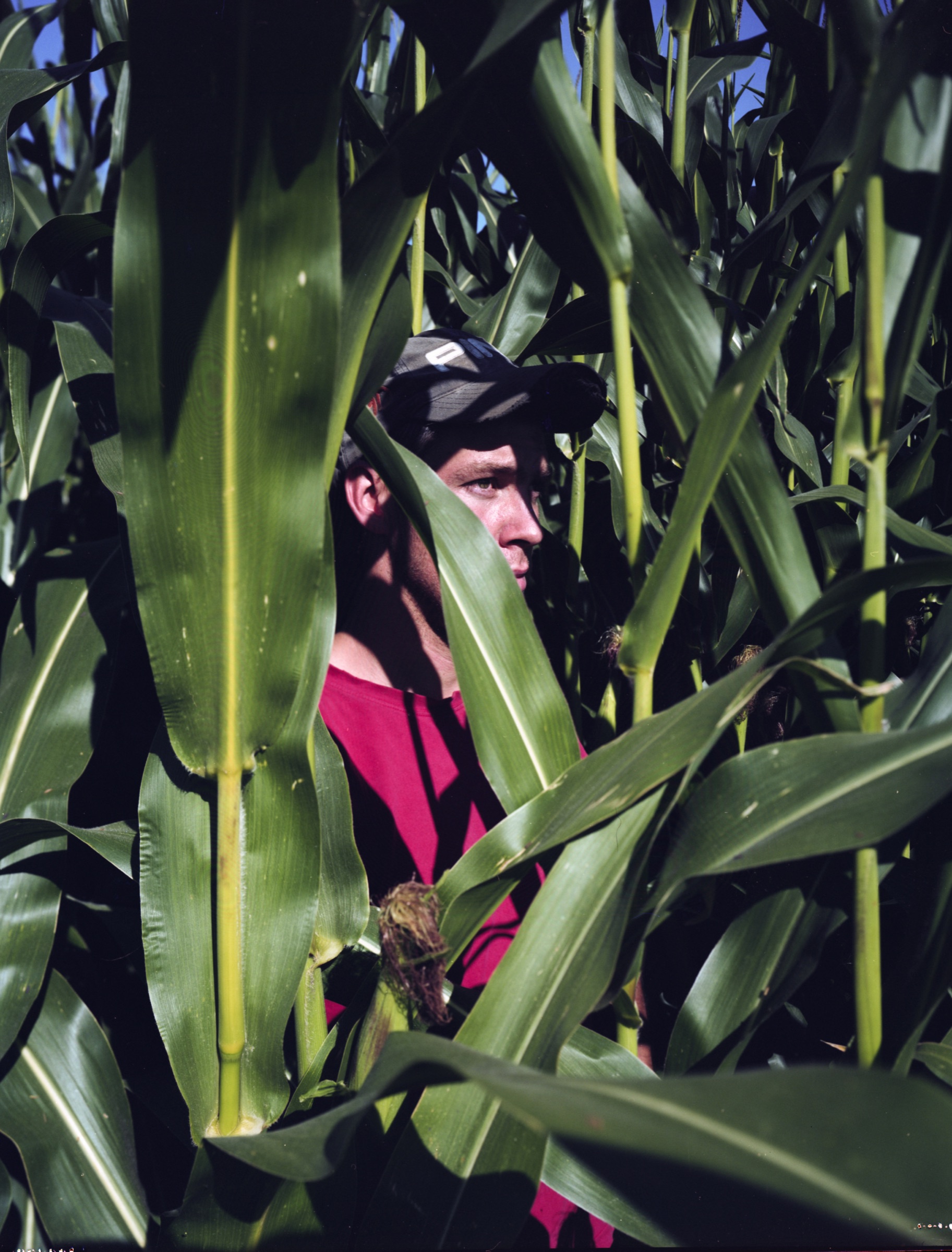 Young man's face emerging between dense corn stalks — Podlasie